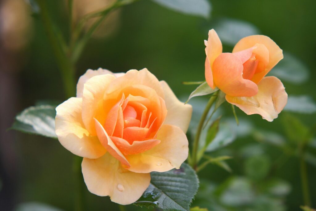 How to prune roses for healthier blooms